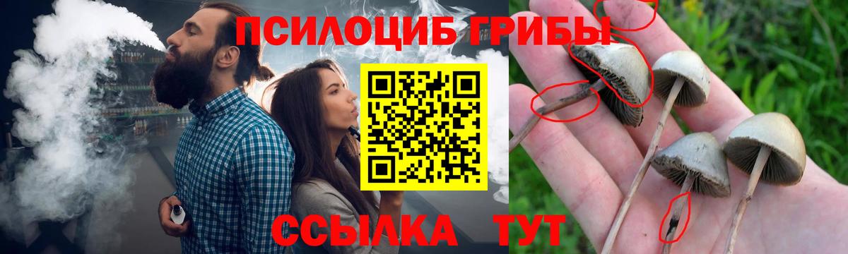 Махачкала  Псилоцибиновые грибы Psilocybe  Вход с VPN 